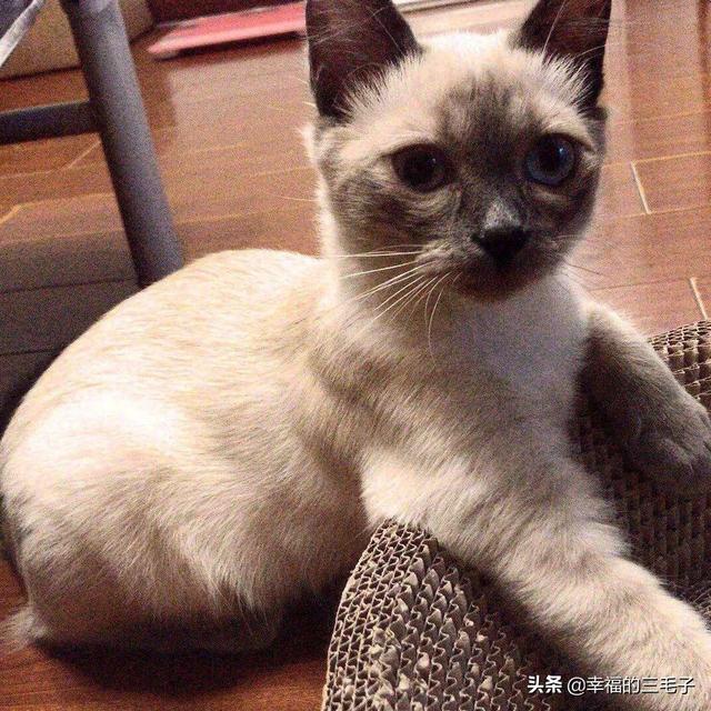 什么猫好看