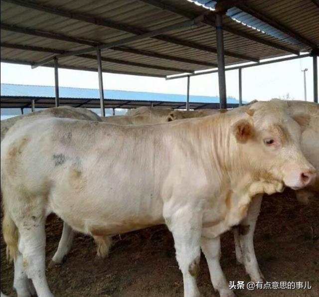 现在的牛犊多少钱一只啊 先出一只脚有什么办法让老母牛顺利的把小牛生出来？