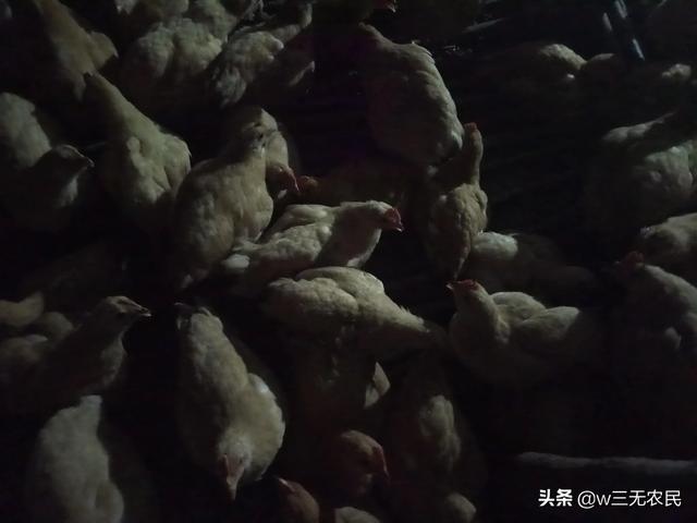 肉鸡饲料价格多少钱一吨啊 周口骆驼牌肉鸡饲料最新价格？