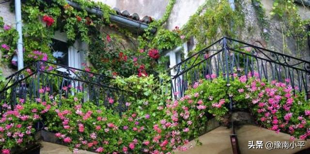 秋季种什么花卉最好（秋季适合种植的花卉植物）