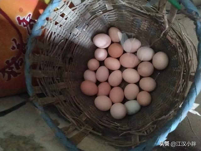 养鸭子回收鸭蛋是骗局吗视频 养殖蛋鸭有前途吗？