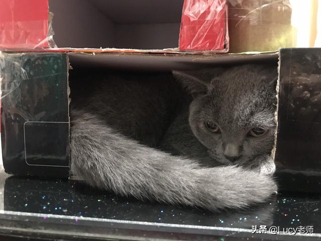 猫咪信任主人的表现都有哪些,第3张