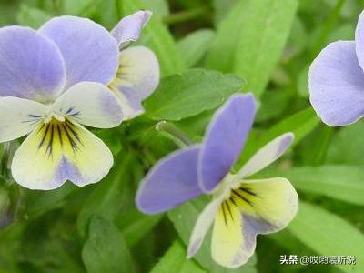 阳台种花卉怎么种植,阳台种花卉怎么种植视频