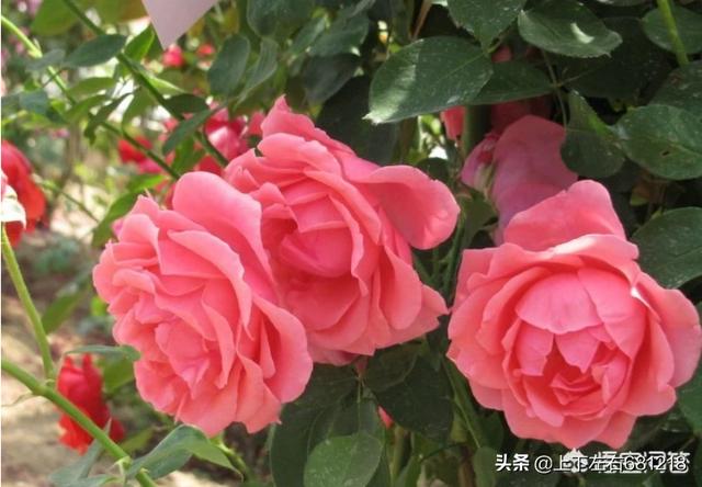 花卉是指什么? 施肥方法-花卉是指什么? 施肥方法有哪些