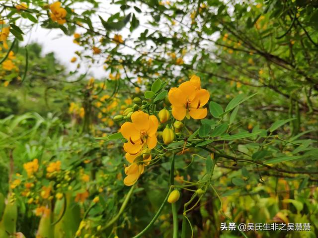 大家操（我怀孕了，老公不在身边，家里人什么都不让干，每天好无聊呀，谁能告诉我该怎么打发时间？）