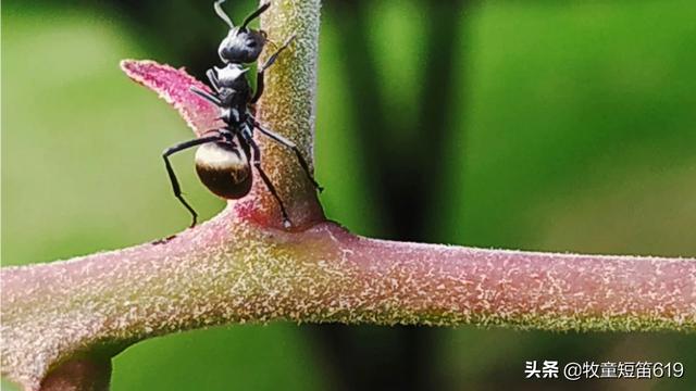 拍照最清晰的手机排行（拍照最清晰的手机排行榜前十名）
