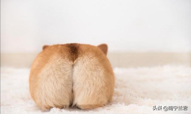 女生最喜歡的寵物?女生最喜歡的寵物是什么!