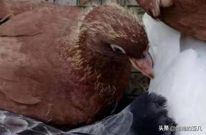 2025年养什么动物最赚钱 养那些动物最值钱？
