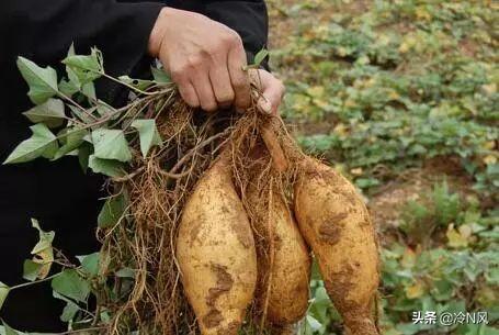 湖北蔬菜种植，湖北蔬菜种植4大基地