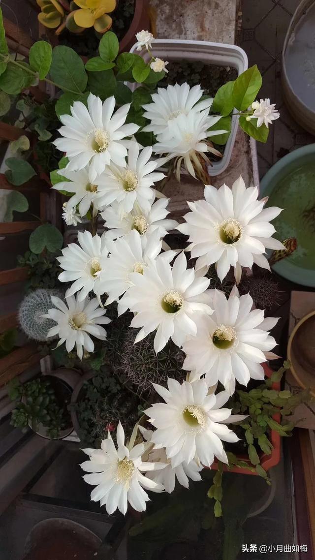 室外花植物盆栽怎么养护和管理(图6)