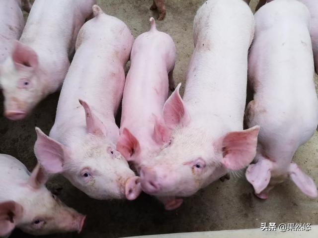 面对猪流感应该采取什么措施来预防