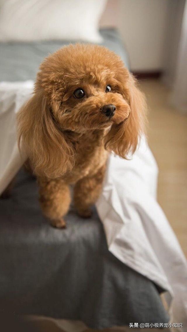 怎样让泰迪犬的毛发变得更有光泽漂亮,第2张