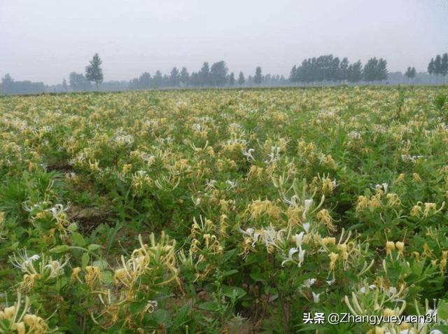 高山蔬菜种植技术，高山蔬菜种植技术要点