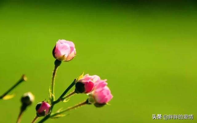 感悟人生哲理句子短句,感悟人生哲理句子经典