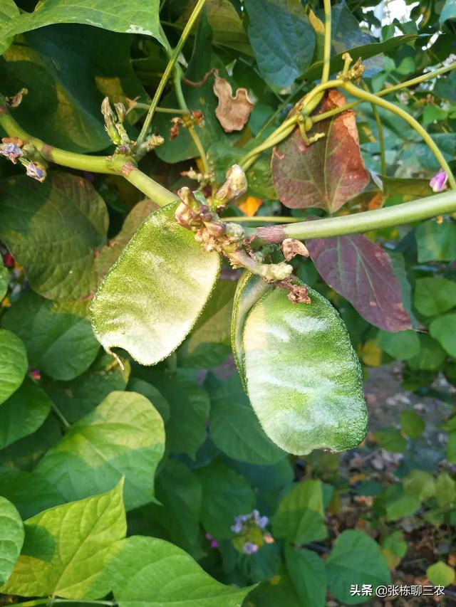 蔬菜种植大棚图片，蔬菜种植大棚图片大全