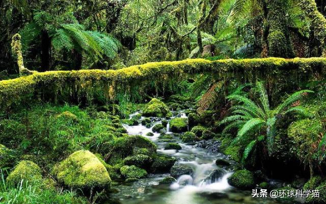 世界最大的蛇图片_世界上最大的蛇图片 有多大