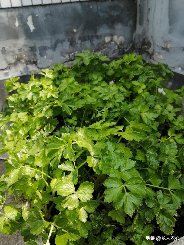 屋顶蔬菜种植管理，屋顶蔬菜种植管理方法