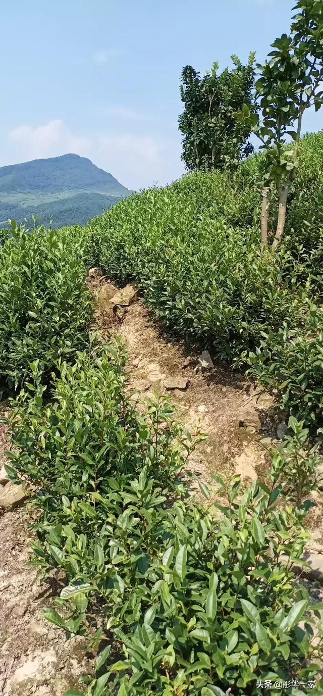 现在种植什么树苗的前景好