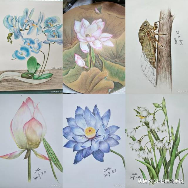 彩铅花卉作品?彩铅花卉作品图片大全!