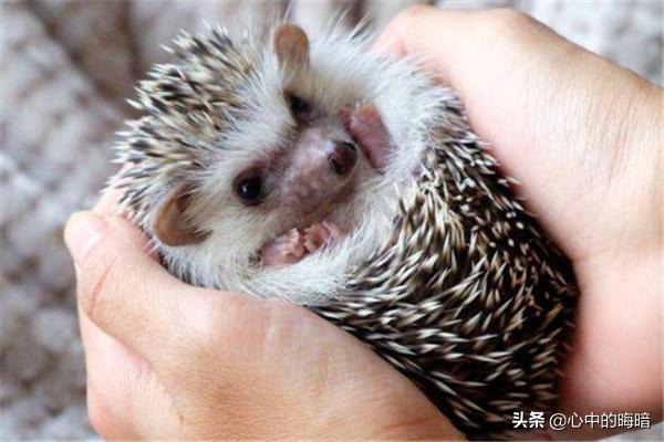 如何繁殖宠物刺猬,第2张