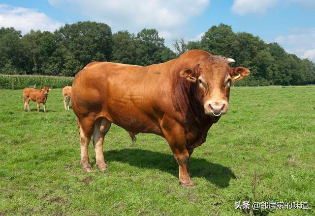 云养牛诈骗 怎么流转才能提高农村的收益？