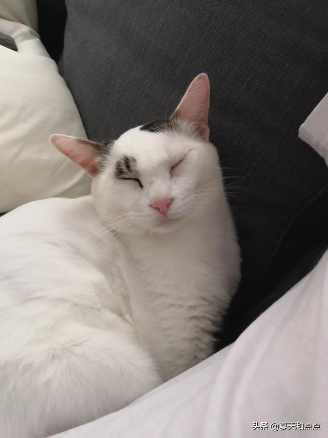 死亡阴影修改器手机版 死亡阴影修改器-第2张图片-随然AIR主题