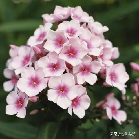 花卉绿植主题?花卉绿植主题名称!