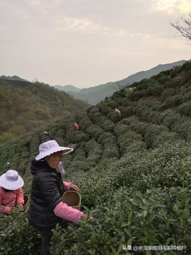 信阳汽车报价,信阳汽车报价大全