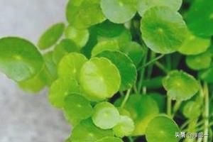 铜钱草如何搭配土壤好呢(图6)