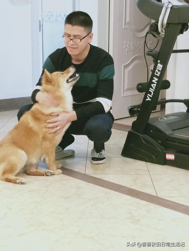 求助-拉布拉多幼犬怎么训练去卫生间大小便,第7张