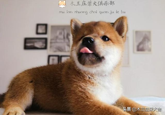 什么寵物最好看?什么寵物最好看圖片!