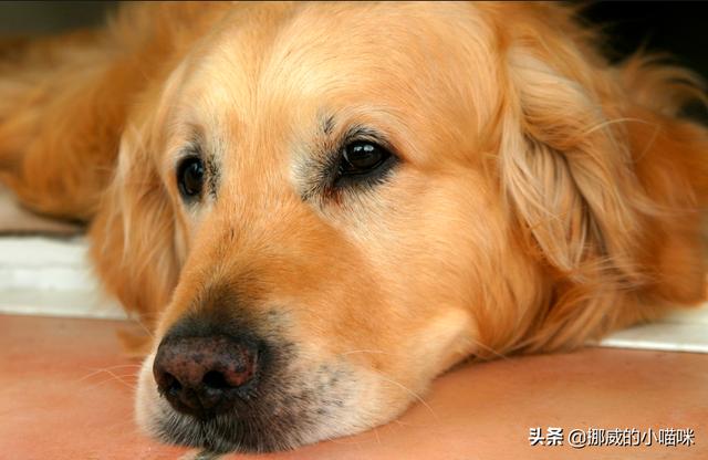 金毛犬有泪痕怎么办,第5张