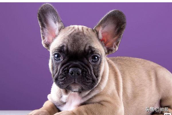 狗狗爱舔人的六大表现,第3张