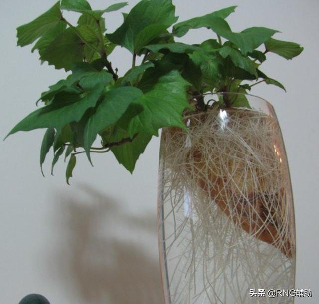 番薯杯 番薯杯刘昊然是啥意思 