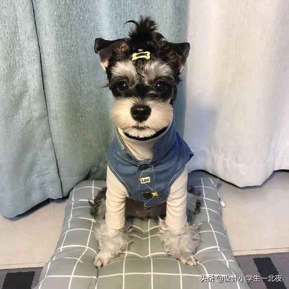 买狗狗一般选择几个月大的开始领养较合适,第2张