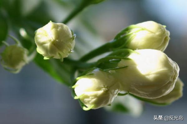 茉莉花的养殖方法?茉莉花的养殖方法和注意事项 盆栽!