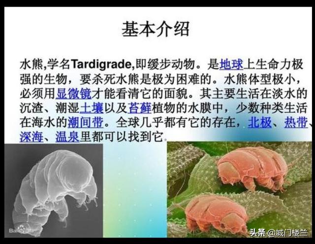 水熊虫寿命（水熊虫寿命到底多长）