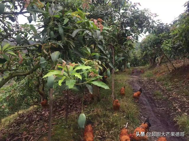 鸡的养殖技术视频-鸡的养殖技术视频教程