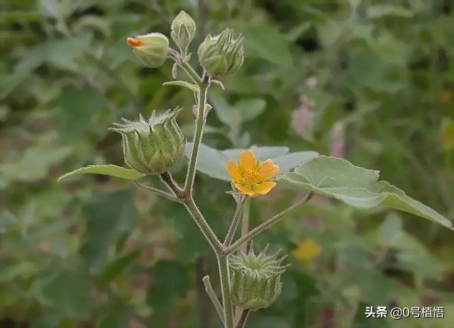 湖南浏阳百亿饲料-湖南浏阳百亿饲料厂地址
