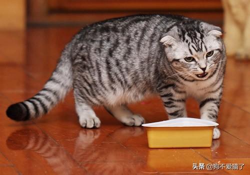 猫咪饭量变少了这正常吗,第1张