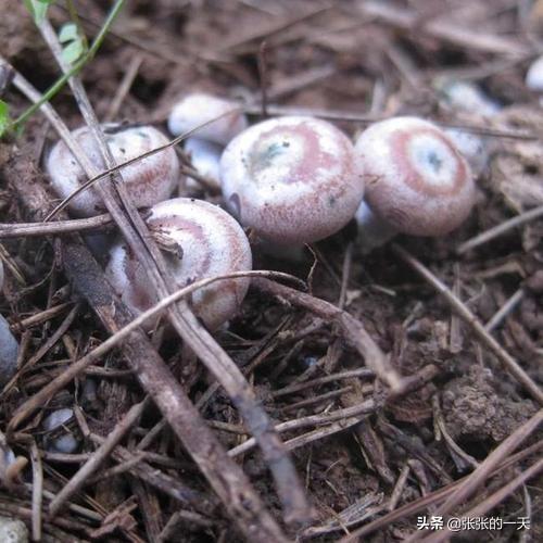 贵州平菇种植技术 贵州平菇种植技术与管理