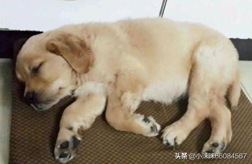 狗狗感冒和犬瘟有什么区别-狗狗犬瘟有哪些症状