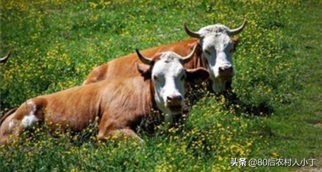 桂林市哪里有养羊基地