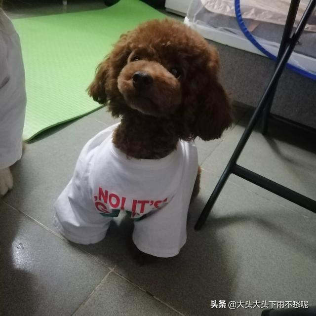 养拉布拉多犬打疫苗麻烦吗?妈妈就是怕打疫苗麻烦，请问一下拉布拉多犬狗狗需要打哪些疫苗?一共多少钱