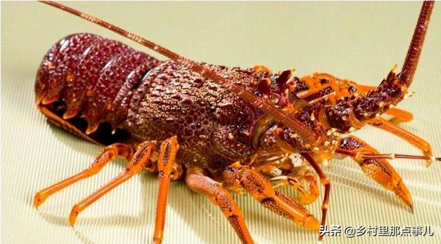 千亩龙虾因排污绝收，千亩龙虾因排污绝收而死