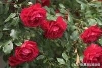 盆栽玫瑰如何管理 种植玫瑰花如何管理？