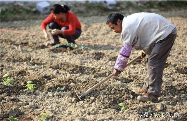 园林花卉和园林树木的异同 花卉有哪些 浇水方法-园林花卉和园林树木在园林中的作用有何异同点?