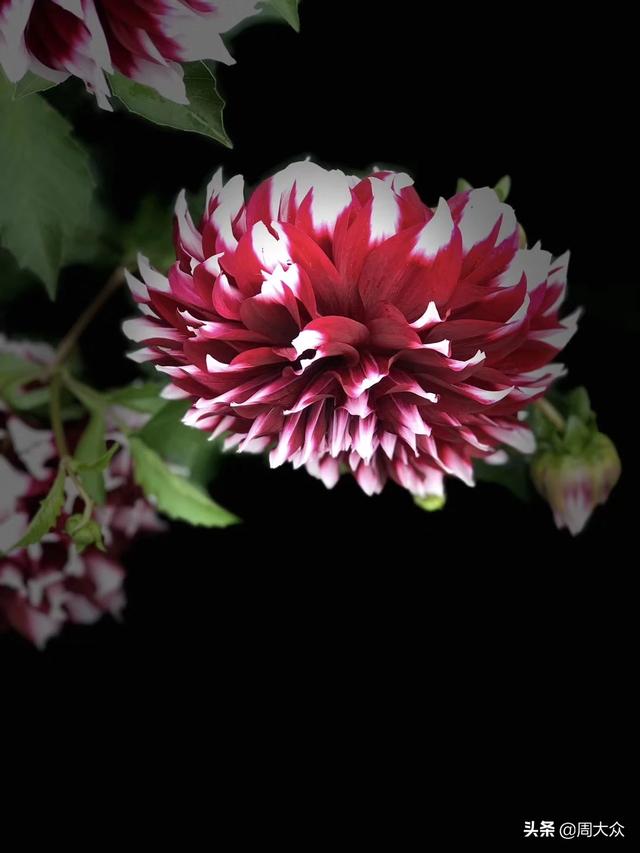 蛐蛐也疯狂破解版无限金币 蛐蛐也疯狂破解版无限金币免广告特色-第4张图片-春华游戏网