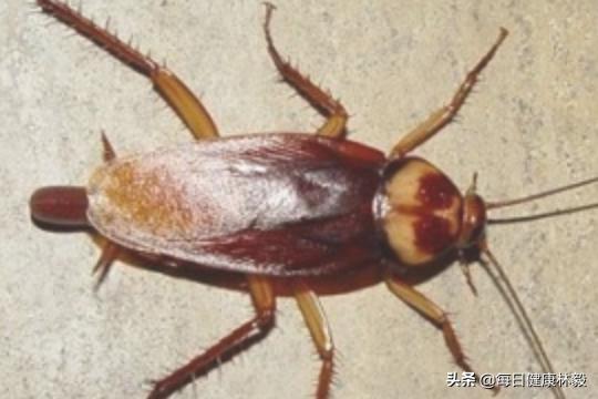蟑螂怎么消灭最彻底_蟑螂怎么消灭最彻底小妙招