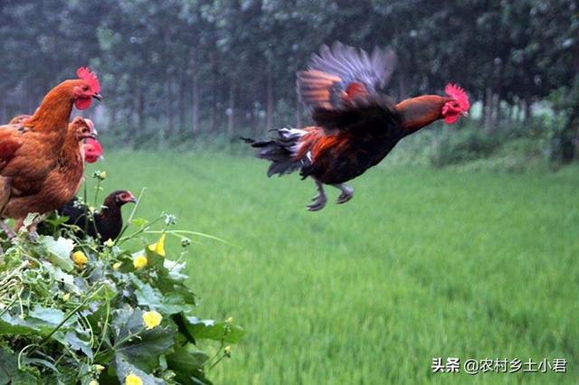 蝇蛆缸养殖-蝇蛆养鱼技术视频